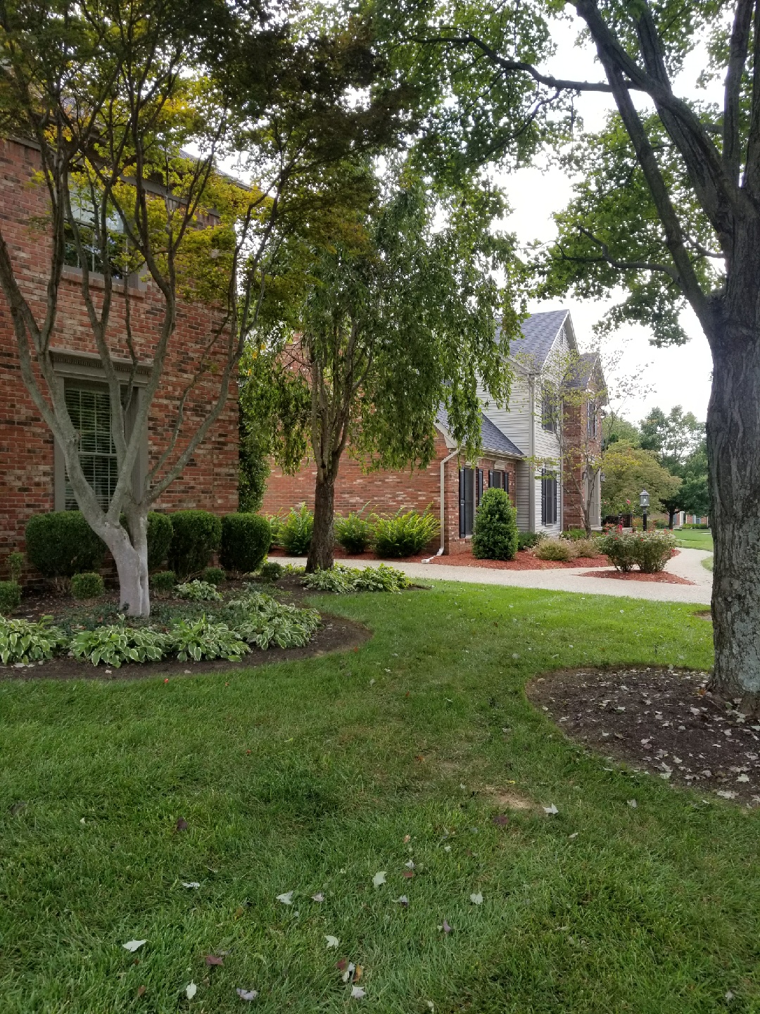 A recently mowed lawn with flower beds containing Hostas and bushes