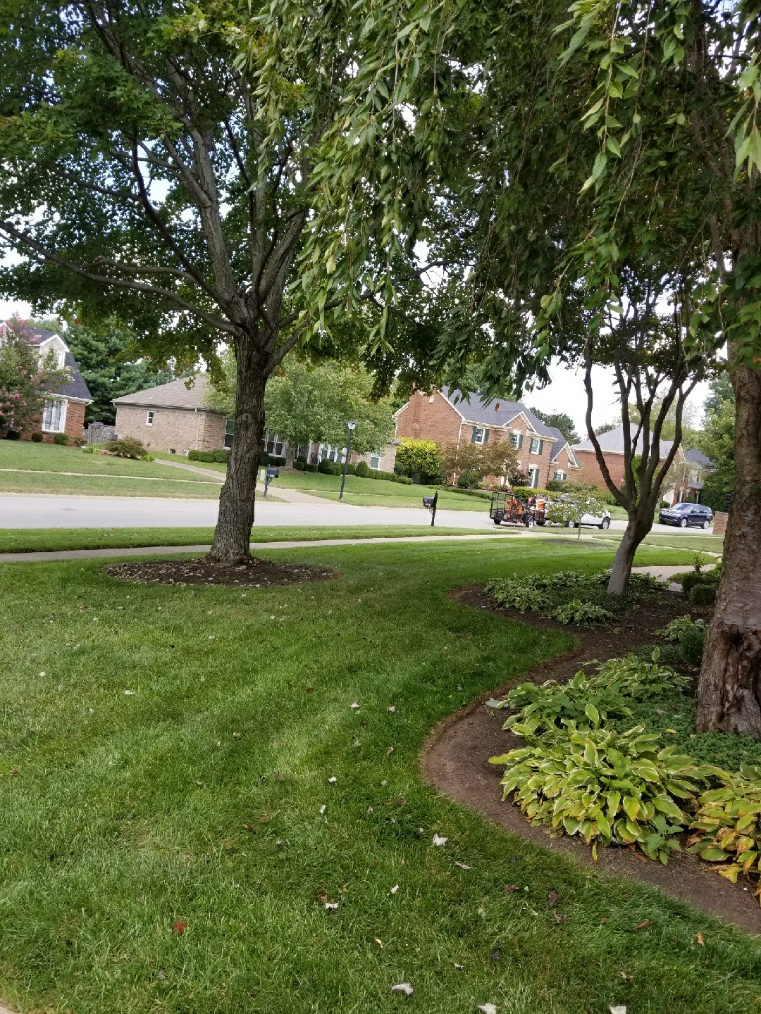 A recently mowed lawn with flower beds containing various plants